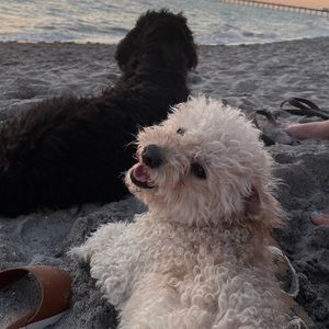 Meet your Posher, Emmie